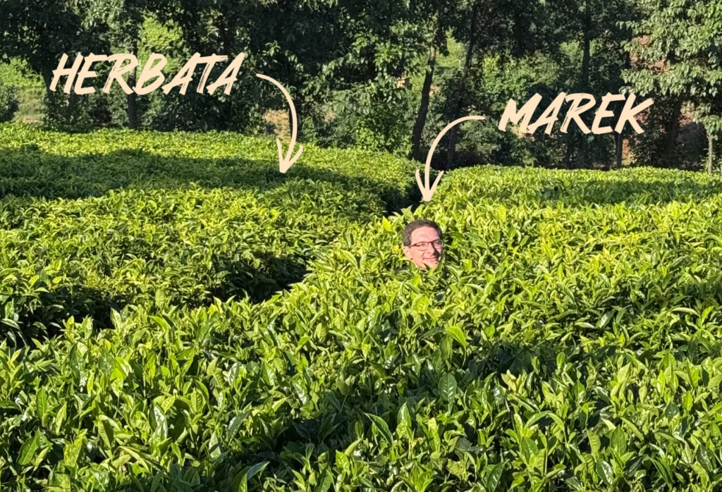 Marek Witak na plantacji herbaty w Rwandzie przy krzewie Camellia sinensis.