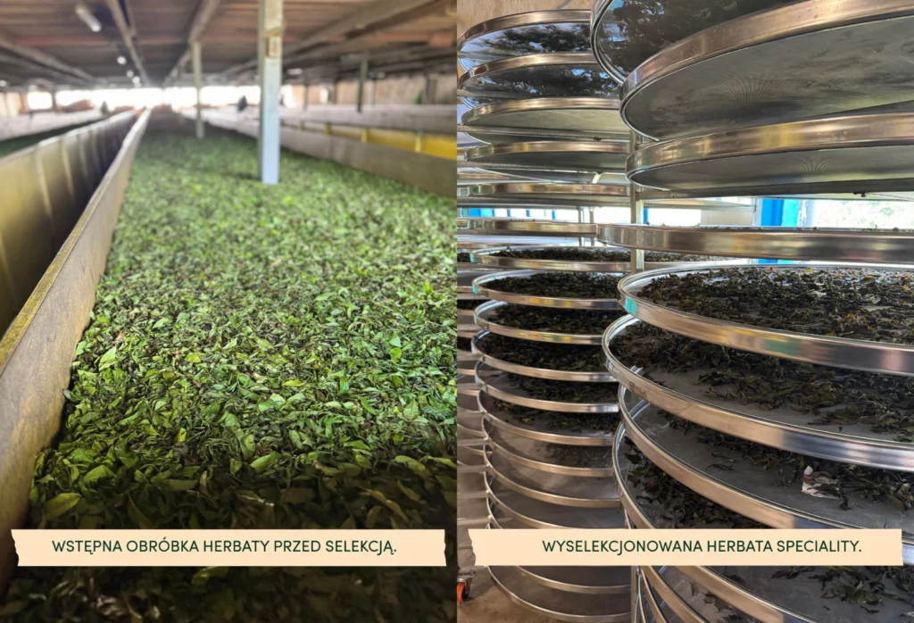 Wstępna obróbka herbaty przed selekcją oraz wyselekcjonowane liście herbaty speciality