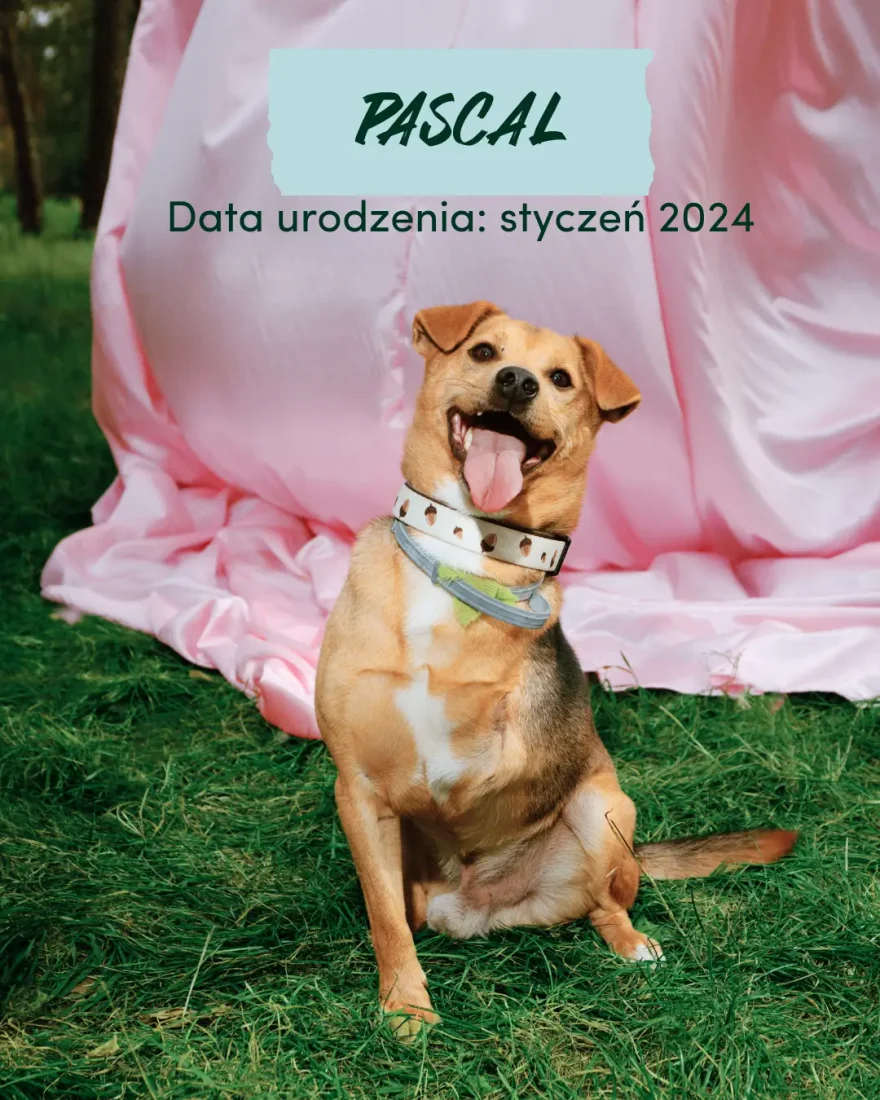 Pascal pies do adopcji, schronisko w Korabiewicach