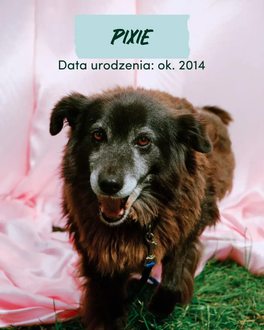 Pixie, pies do adopcji, schronisko w Korabiewicach
