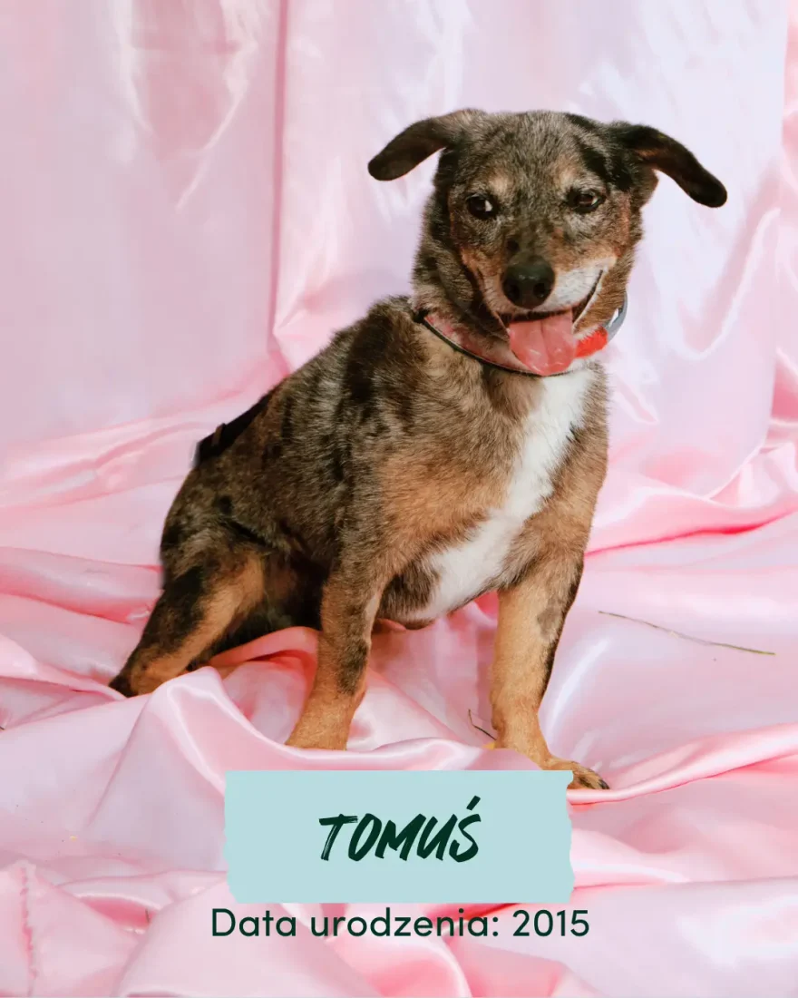 Tomuś pies do adopcji, schronisko w Korabiewicach
